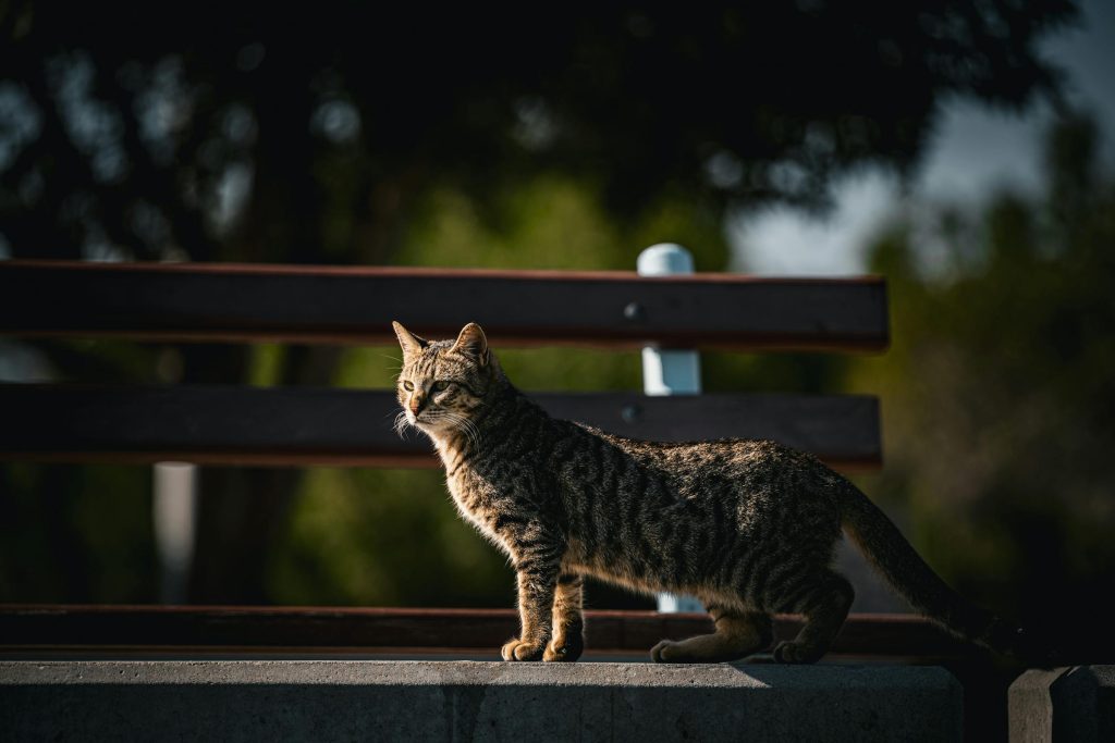 Como Solicitar Empréstimos Online em Kuwait: Comparativo entre os Principais Bancos como National Bank of Kuwait, Kuwait Finance House e Outros. - como solicitar um empréstimo online Kuwait