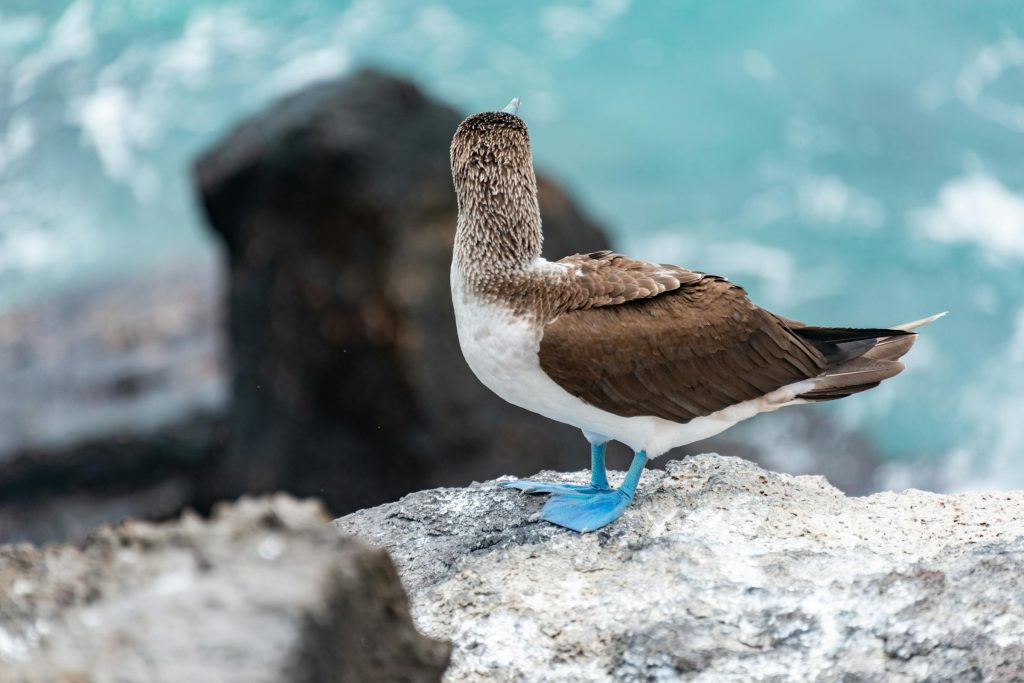 Como Solicitar um Empréstimo Online nas Ilhas Salomão: Comparando as Ofertas do Bank of South Pacific, Pan Oceanic Bank e Outros. - como solicitar um empréstimo online Ilhas Salomão