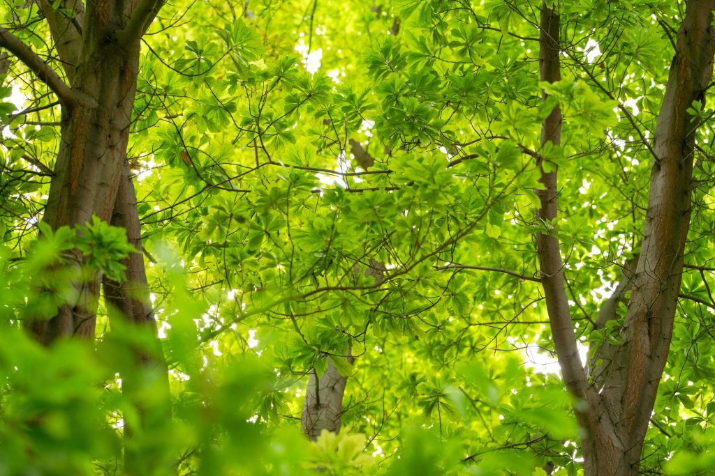 Como Escolher o Melhor Empréstimo Online no Chile: Comparativo entre os Principais Bancos - como solicitar um empréstimo online Chile